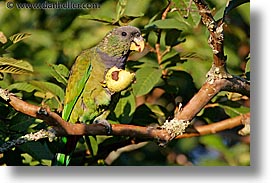 animals, argentina, green, horizontal, iguazu, latin america, parrots, photograph