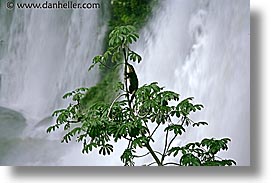 animals, argentina, horizontal, iguazu, latin america, photograph