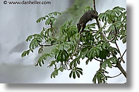 animals, argentina, horizontal, iguazu, latin america, photograph