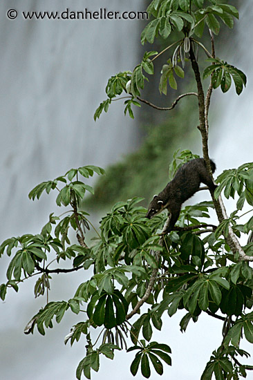 iguazu-animal-3.jpg