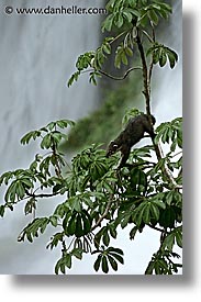 animals, argentina, iguazu, latin america, vertical, photograph