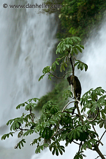 iguazu-animal-4.jpg