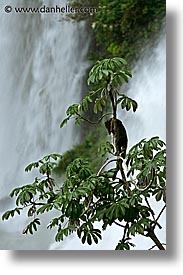 animals, argentina, iguazu, latin america, vertical, photograph