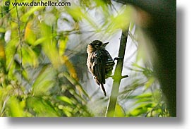 animals, argentina, collared, horizontal, iguazu, latin america, ocre, woodpecker, photograph