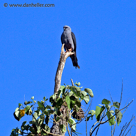 plumbeous-kite-1.jpg