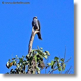 animals, argentina, iguazu, kites, latin america, plumbeous, square format, photograph