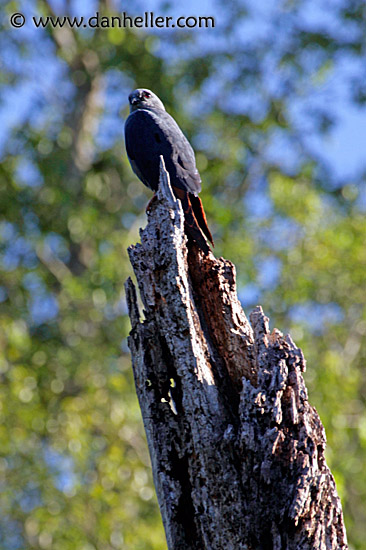 plumbeous-kite-3.jpg