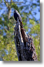 animals, argentina, iguazu, kites, latin america, plumbeous, vertical, photograph