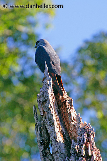 plumbeous-kite-4.jpg