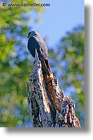 animals, argentina, iguazu, kites, latin america, plumbeous, vertical, photograph