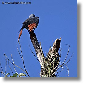 animals, argentina, iguazu, kites, latin america, plumbeous, square format, photograph