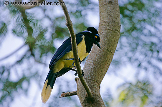 plush-crested-jay-1.jpg