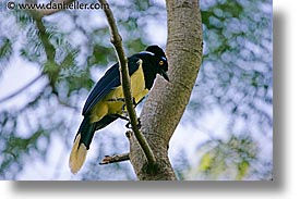 animals, argentina, crested, horizontal, iguazu, jay, latin america, plush, photograph