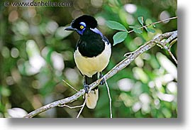 animals, argentina, crested, horizontal, iguazu, jay, latin america, plush, photograph