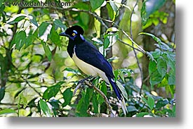 animals, argentina, crested, horizontal, iguazu, jay, latin america, plush, photograph