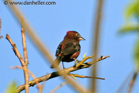 red-crested-finch.jpg