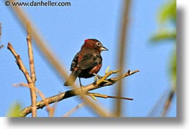 animals, argentina, crested, finch, horizontal, iguazu, latin america, red, photograph