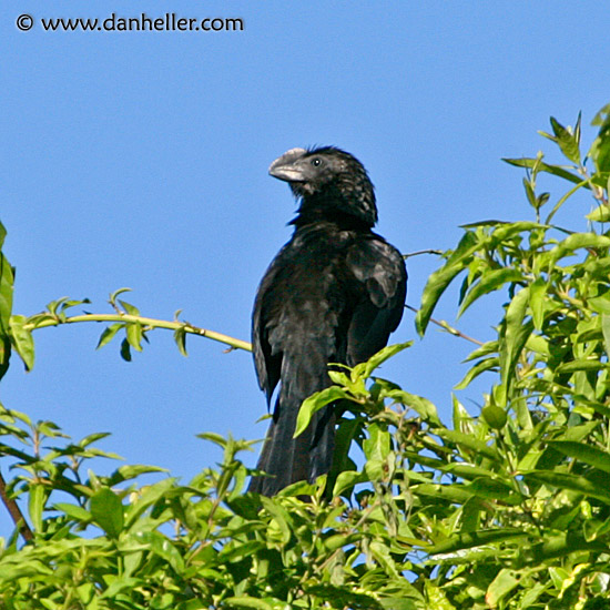 smooth-billed-ani-1.jpg