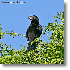 images/LatinAmerica/Argentina/Iguazu/Animals/smooth-billed-ani-1.jpg