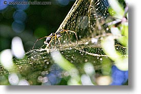 animals, argentina, horizontal, iguazu, latin america, spider, photograph