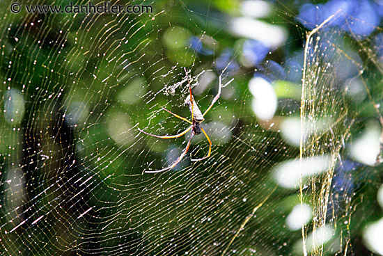 spider-2.jpg