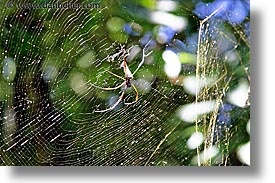 animals, argentina, horizontal, iguazu, latin america, spider, photograph