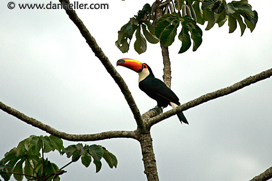 tucan-1.jpg