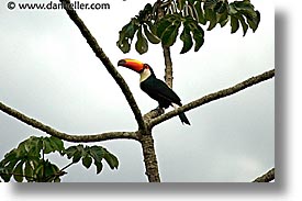 animals, argentina, horizontal, iguazu, latin america, tucan, photograph