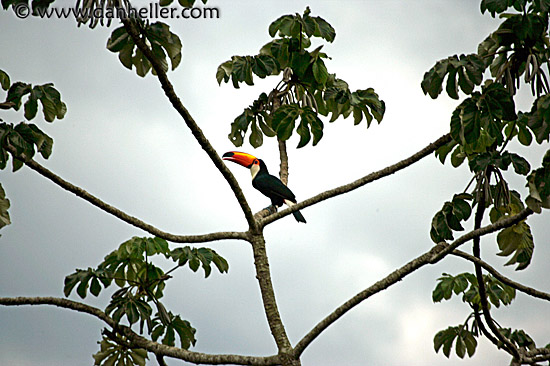 tucan-2.jpg