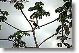 animals, argentina, horizontal, iguazu, latin america, tucan, photograph