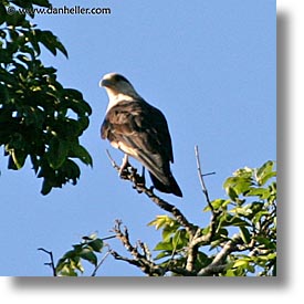 images/LatinAmerica/Argentina/Iguazu/Animals/yellow-headed-cara-cara-1.jpg