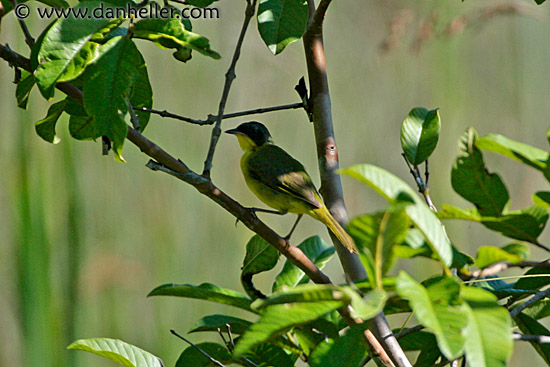 yellowthroat-warbler.jpg