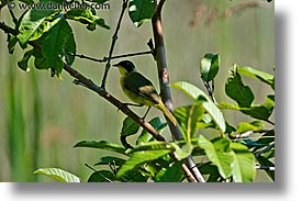 animals, argentina, horizontal, iguazu, latin america, warbler, yellowthroat, photograph