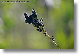 argentina, berries, horizontal, iguazu, latin america, photograph