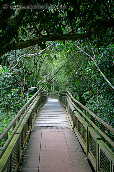 jungle-path-1.jpg