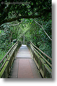 argentina, iguazu, jungle, latin america, paths, vertical, photograph