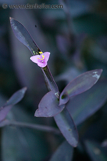 purple-pink-flower.jpg