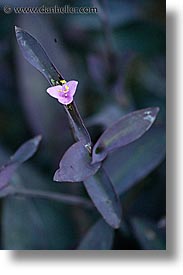 argentina, flowers, iguazu, latin america, pink, purple, vertical, photograph