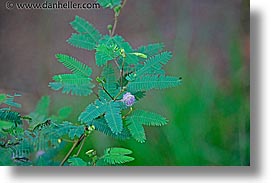 argentina, horizontal, iguazu, latin america, plants, sensitive, photograph