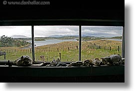 argentina, bones, horizontal, latin america, tierra del fuego, windows, photograph