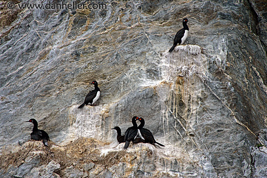 cormorants-1.jpg