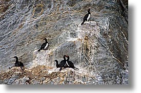 argentina, cormorants, horizontal, latin america, tierra del fuego, photograph