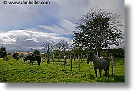 argentina, horizontal, horses, latin america, tierra del fuego, photograph