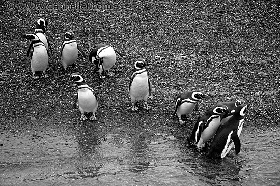 penguins-1-bw.jpg