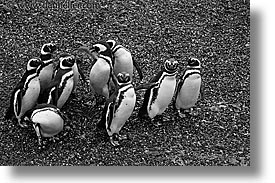 images/LatinAmerica/Argentina/TierraDelFuego/penguins-2-bw.jpg