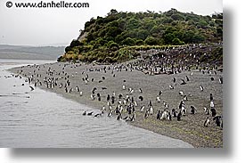 argentina, horizontal, latin america, penguins, tierra del fuego, photograph