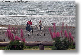 argentina, beaches, horizontal, horseback, latin america, riding, ushuaia, photograph