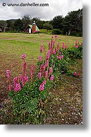 argentina, churches, latin america, lupins, ushuaia, vertical, photograph