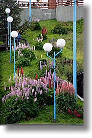 argentina, latin america, lights, lupins, ushuaia, vertical, photograph