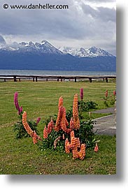 argentina, latin america, lupins, mountains, ushuaia, vertical, photograph